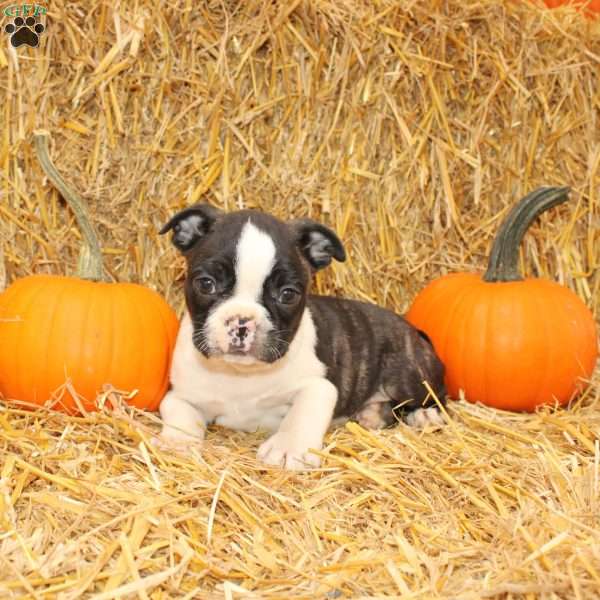 Justin, Boston Terrier Puppy
